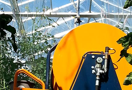 Plants de tomates sous serre avec matériels